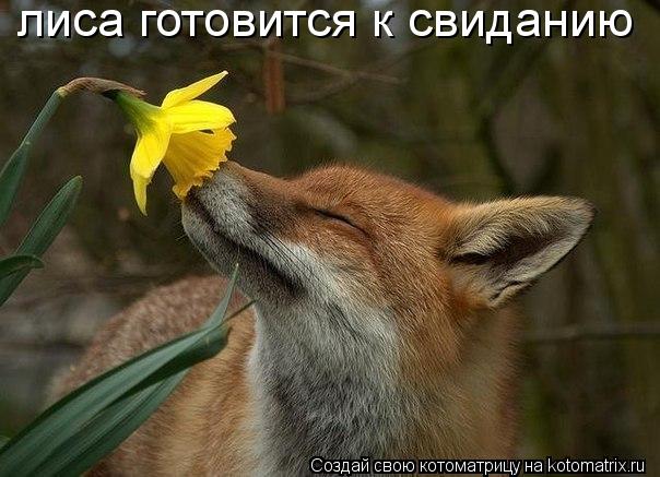Котоматрица: лиса готовится к свиданию