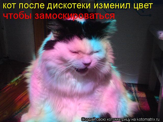 Котоматрица: кот после дискотеки изменил цвет чтобы замоскироваться