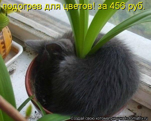 Котоматрица: подогрев для цветов! за 456 руб.