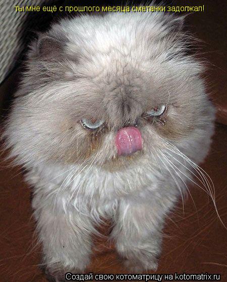 Котоматрица: ты мне ещё с прошлого месяца сметанки задолжал!