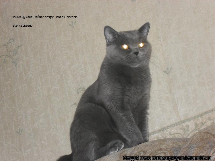 Котоматрица: Кошка думает:Сейчас пожру , потом  посплю!!! Всё  серьёзно!!! Всё  серьёзно!!!
