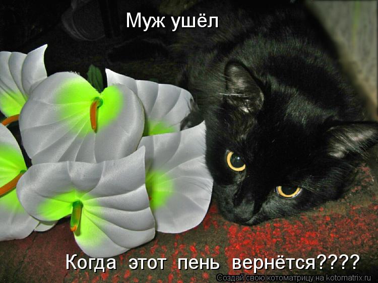 Котоматрица: Муж ушёл Когда  этот  пень  вернётся????