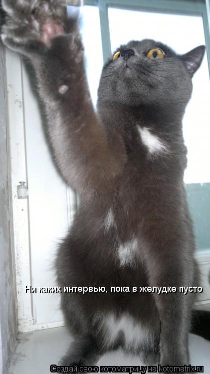 Котоматрица: Ни каких интервью, пока в желудке пусто Ни каких интервью, пока в желудке пусто