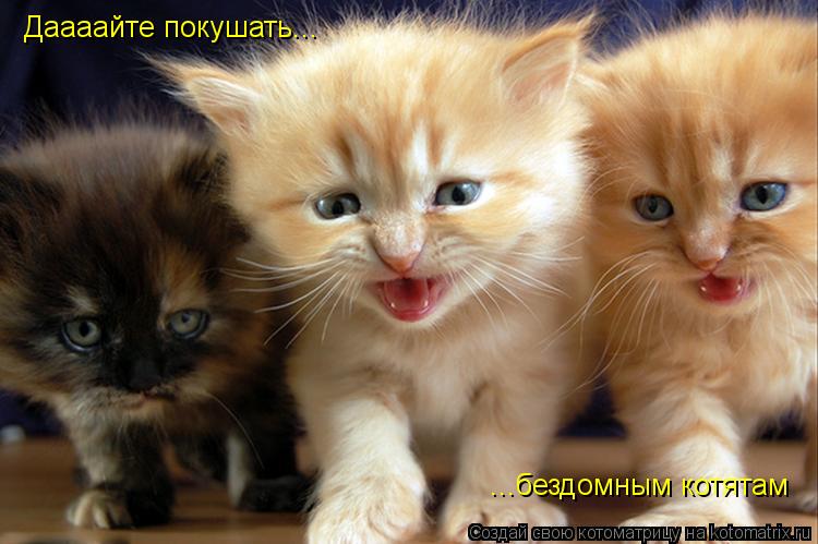 Котоматрица: Даааайте покушать... ...бездомным котятам
