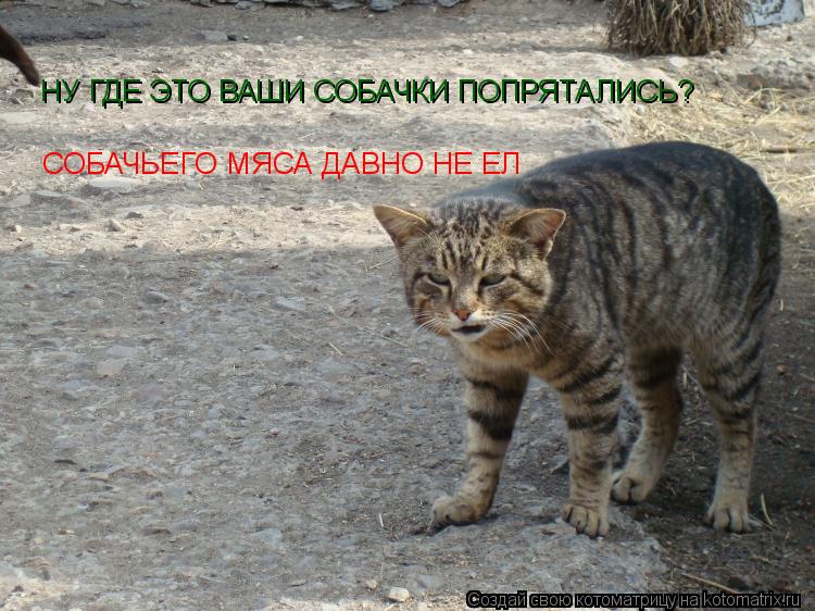 Котоматрица: НУ ГДЕ ЭТО ВАШИ СОБАЧКИ ПОПРЯТАЛИСЬ? СОБАЧЬЕГО МЯСА ДАВНО НЕ ЕЛ