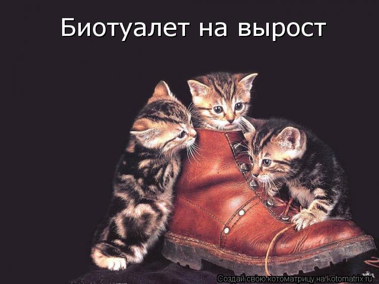 Котоматрица: Биотуалет на вырост