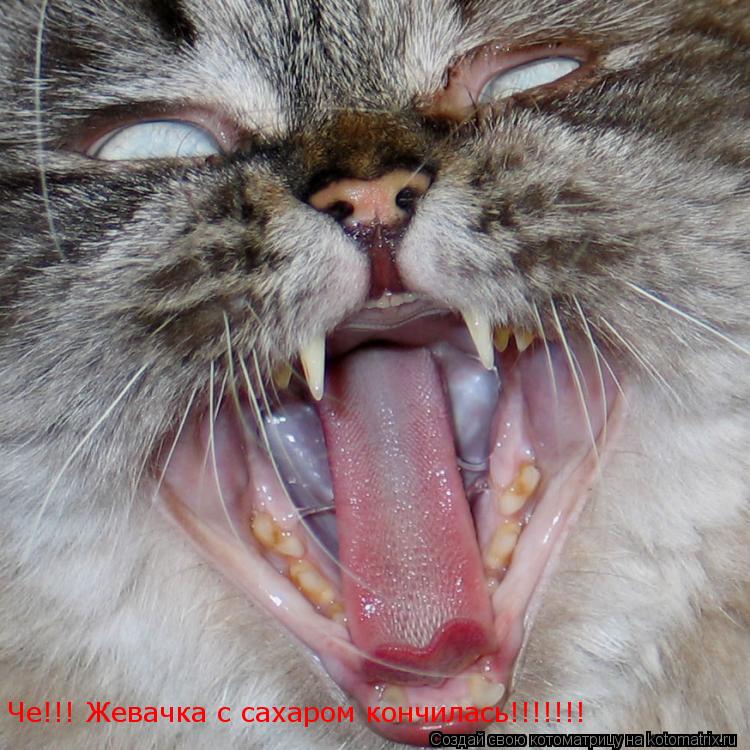 Котоматрица: Че!!! Жевачка с сахаром кончилась!!!!!!!