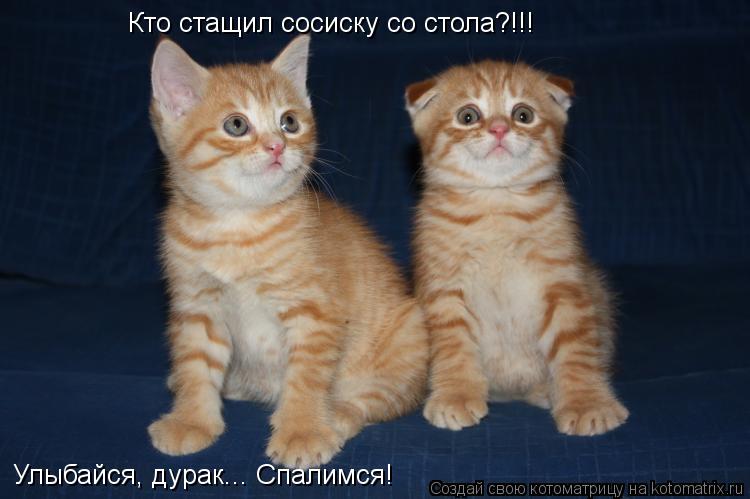 Котоматрица: Кто стащил сосиску со стола?!!! Улыбайся, дурак... Спалимся!