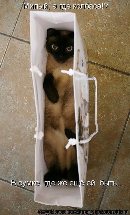 Котоматрица: Милый, а где колбаса!? В сумке, где же ещё ей  быть...
