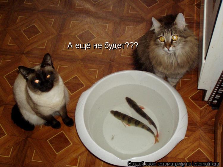 Котоматрица: А ещё не будет???