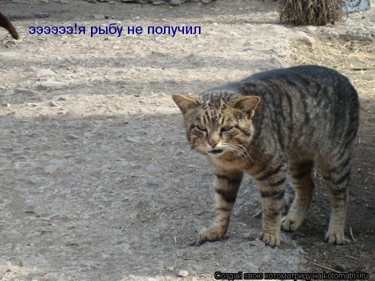 Котоматрица: ээээээ!я рыбу не получил
