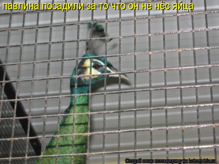 Котоматрица: павлина посадили за то что он не нёс яйца