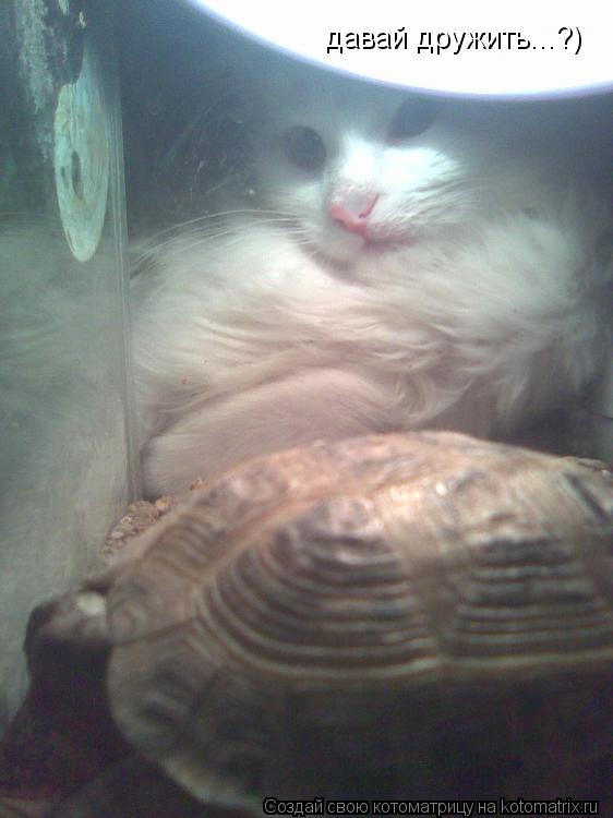 Котоматрица: давай дружить...?)
