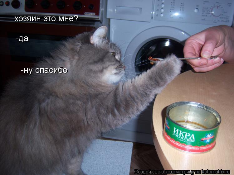Котоматрица: хозяин это мне? -да -ну спасибо