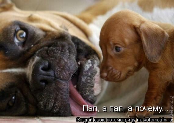 Котоматрица: Пап, а пап, а почему...