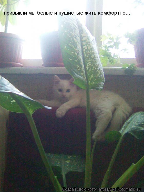 Котоматрица: привыкли мы белые и пушистые жить комфортно...