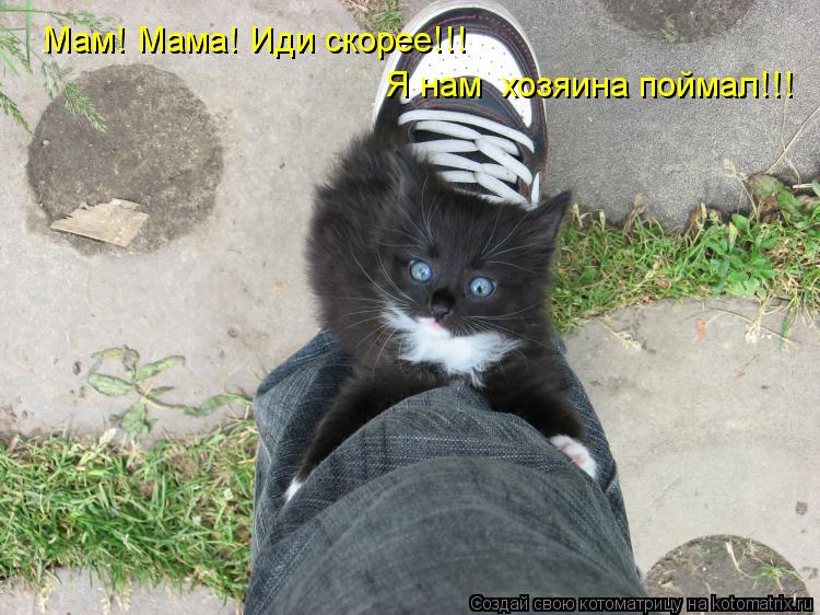 Котоматрица: Мам! Мама! Иди скорее!!! Я нам  хозяина поймал!!!