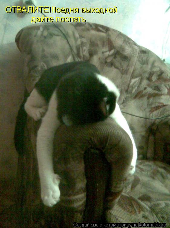 Котоматрица: ОТВАЛИТЕ!!!сёдня выходной дайте поспать