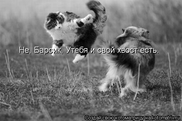 Котоматрица: Не, Барсик, Утебя и свой хвост есть.