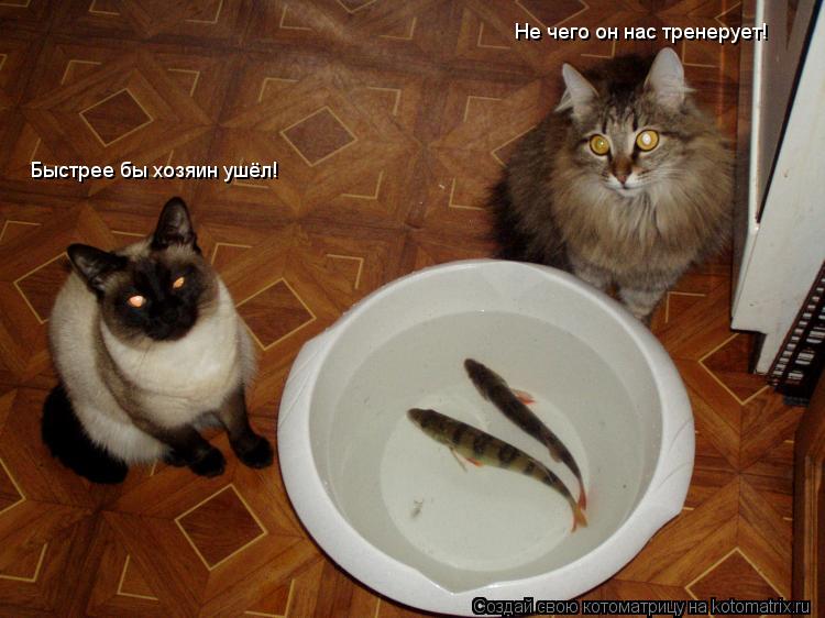 Котоматрица: Быстрее бы хозяин ушёл! Не чего он нас тренерует!
