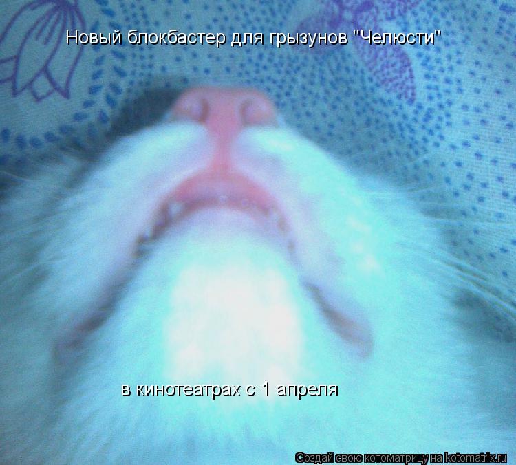 Котоматрица: Новый блокбастер для грызунов "Челюсти" 
 в кинотеатрах с 1 апреля