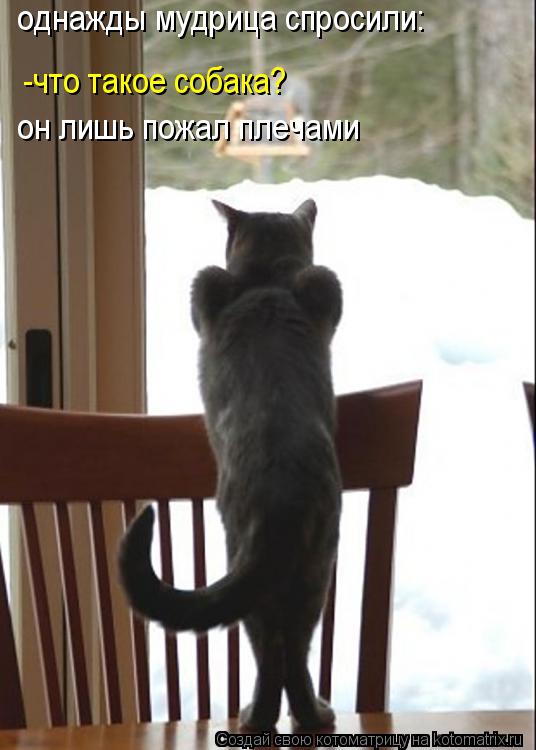 Котоматрица: -что такое собака? однажды мудрица спросили: он лишь пожал плечами