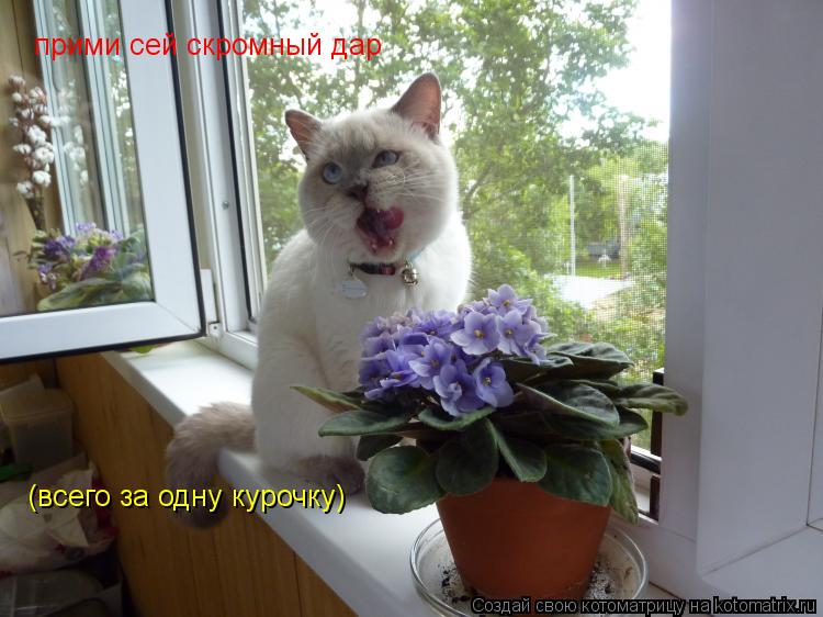 Котоматрица: прими сей скромный дар (всего за одну курочку)