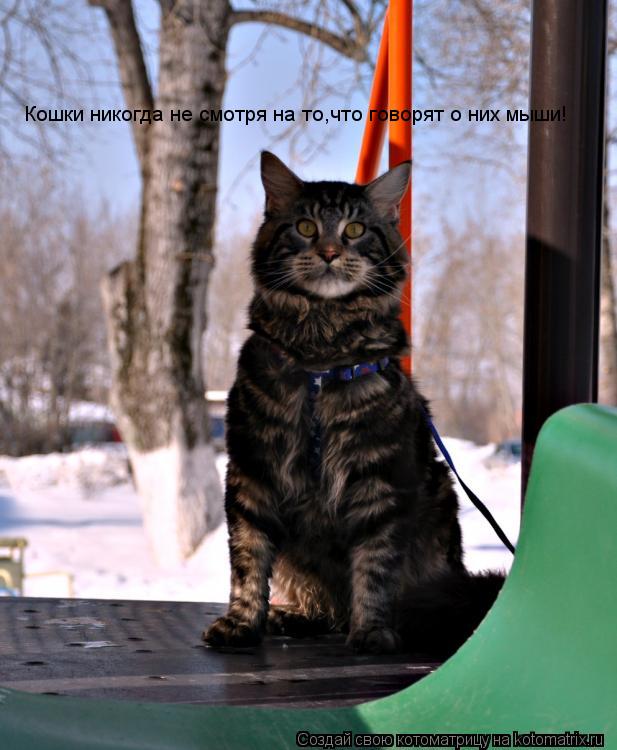 Котоматрица: Кошки никогда не смотря на то,что говорят о них мыши!