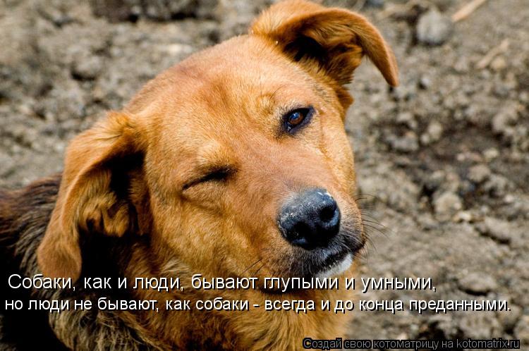 Котоматрица: Собаки, как и люди, бывают глупыми и умными,  но люди не бывают, как собаки - всегда и до конца преданными.