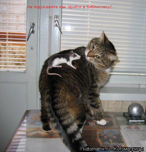 Котоматрица: Не подскажите как пройти в библиотеку?