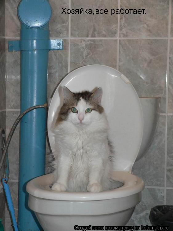 Котоматрица: Хозяйка,все работает.