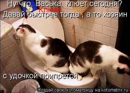 Котоматрица: Ну что, Васька, клюет сегодня?  Клюет.. Давай быстрее тогда , а то хозяин  с удочкой припрется