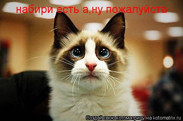 Котоматрица: набири есть а,ну пожалуйста