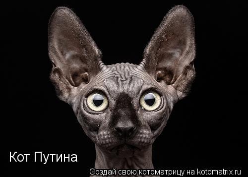 Кот Путина... Котоматрица: Кот Путина