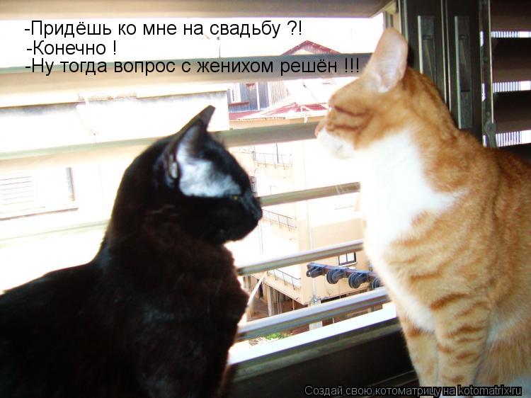 Котоматрица: -Придёшь ко мне на свадьбу ?! -Конечно ! -Ну тогда вопрос с женихом решён !!!
