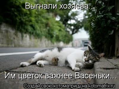 Котоматрица: Выгнали хозяева... Им цветок важнее Васеньки...