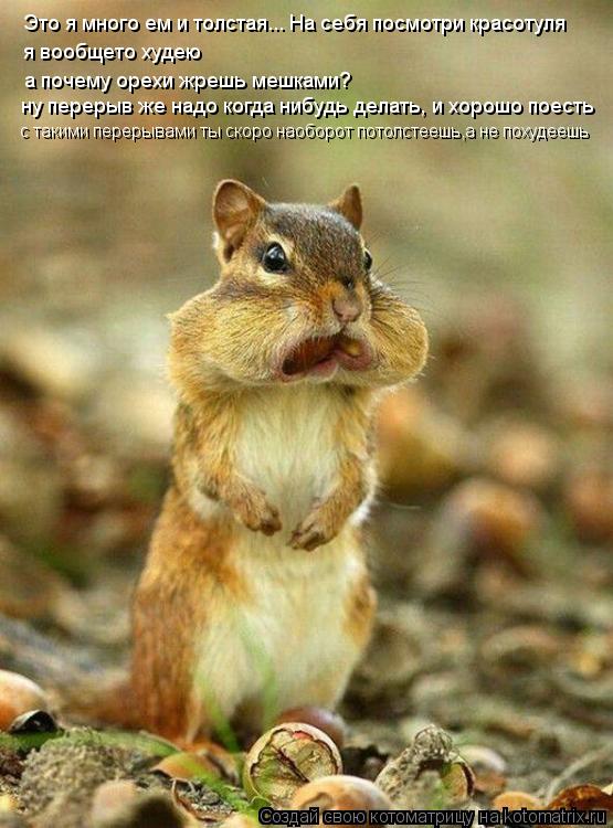 Котоматрица: Это я много ем и толстая... На себя посмотри красотуля я вообщето худею а почему орехи жрешь мешками? ну перерыв же надо когда нибудь делать, 