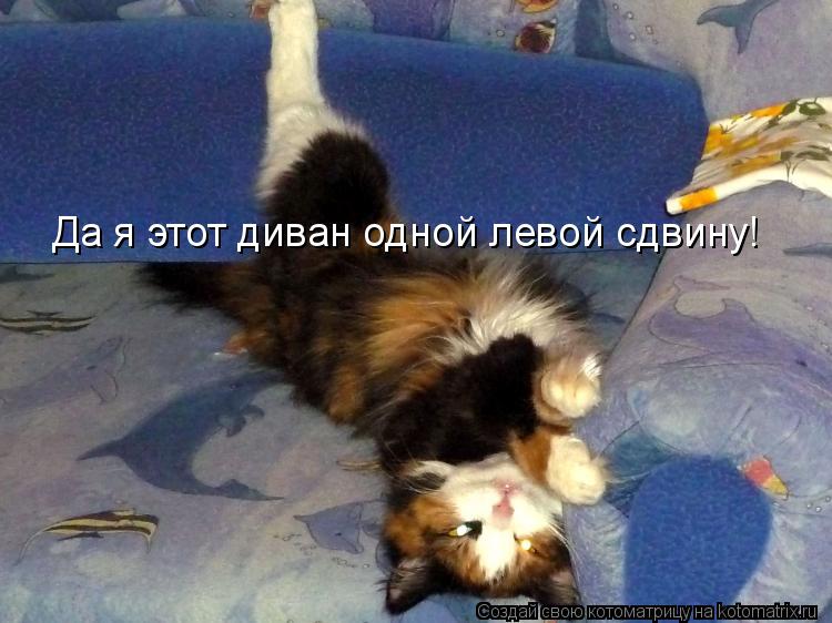 Котоматрица: Да я этот диван одной левой сдвину!
