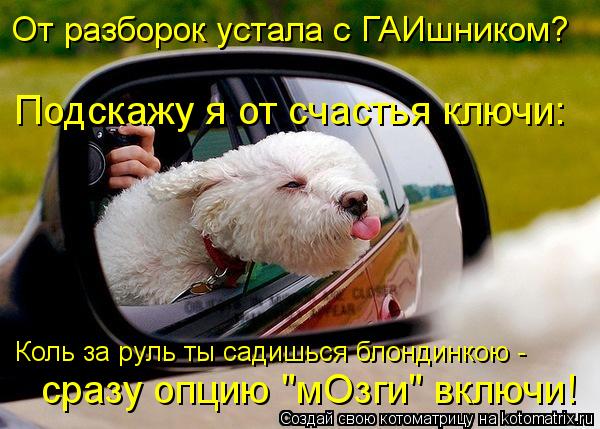 Котоматрица: Коль за руль ты садишься блондинкою -  сразу опцию "мОзги" включи! Подскажу я от счастья ключи: От разборок устала с ГАИшником?