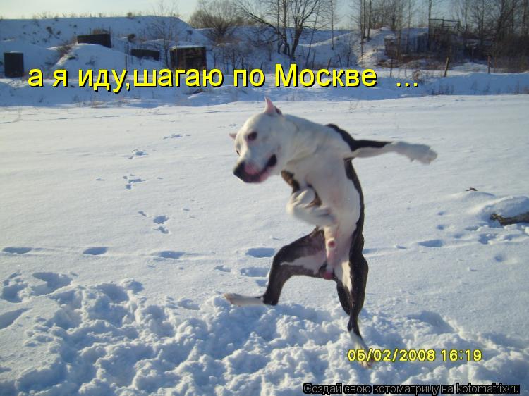 Котоматрица: а я иду,шагаю по Москве  ...