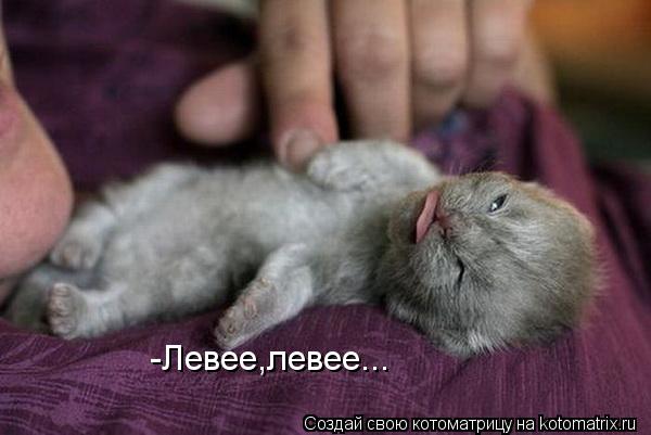 Котоматрица: -Левее,левее...