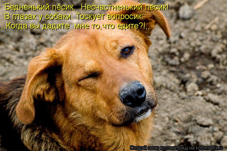 Котоматрица: Бедненький пёсик,  Несчастненький пёсик!  В глазах у собаки  Тоскует вопросик: ,,Когда вы дадите  мне то,что едите?!,,
