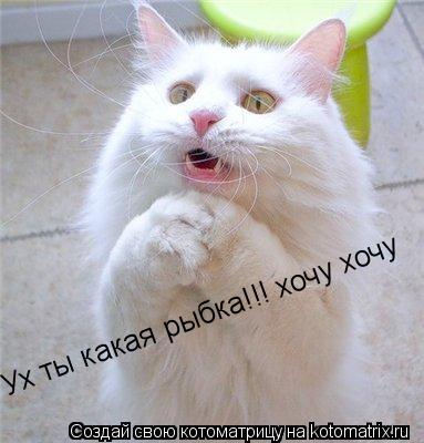 Котоматрица: Ух ты какая рыбка!!! хочу хочу
