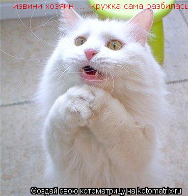 Котоматрица: извини хозяин ...  кружка сама разбилась