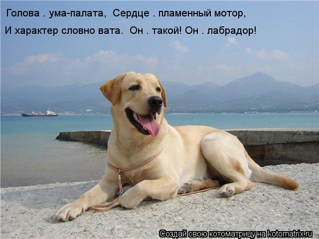 Котоматрица: Голова – ума-палата,  Сердце – пламенный мотор, И характер словно вата.  Он – такой! Он – лабрадор!
