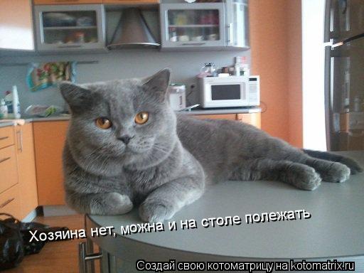 Котоматрица: Хозяина нет, можна и на столе полежать