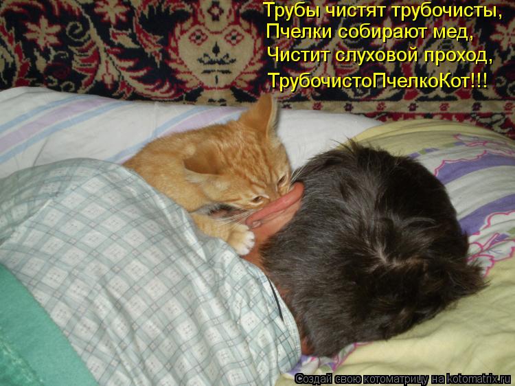 Котоматрица: Трубы чистят трубочисты,  Пчелки собирают мед, Чистит слуховой проход, ТрубочистоПчелкоКот!!!