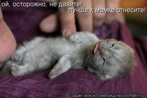 Котоматрица: ой, осторожно, не давите!  лучше к мамке отнесите!