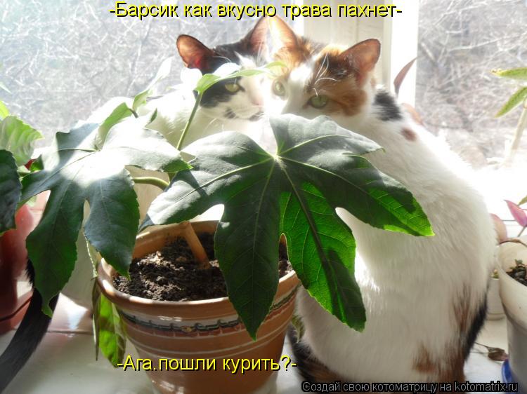 Котоматрица: -Барсик как вкусно трава пахнет- -Ага.пошли курить?-