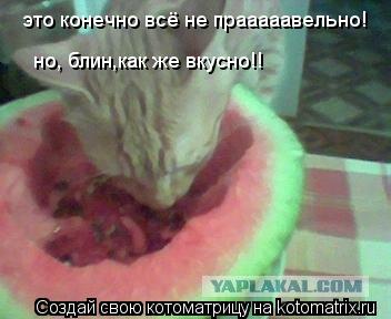Котоматрица: это конечно всё не прааааавельно! но, блин,как же вкусно!!